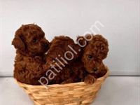 Üst Segment Toy Poodle