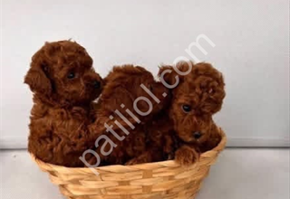 Üst Segment Toy Poodle