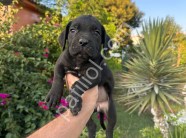 A scr cane corso yavrularımız