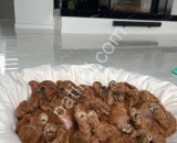 Scrli A kalite Toy Poodle