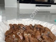 Scrli A kalite Toy Poodle