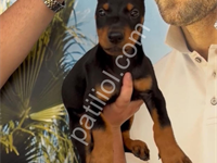 Safkan King Doberman Mükemmel Bebekler