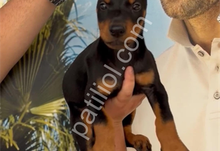 Safkan king Doberman mükemmel bebekler