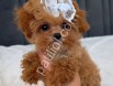 Pamuk Gibi Yumuşacık Tüylü Maltipoo