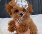 Pamuk Gibi Yumuşacık Tüylü Maltipoo