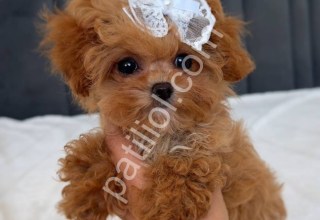 Pamuk Gibi Yumuşacık Tüylü Maltipoo