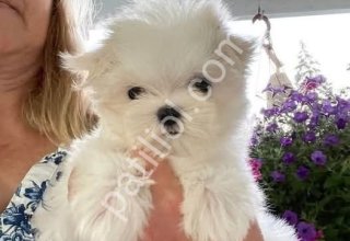 MALTESE TERRİER CİNSİ