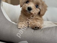 Maltipoo Cinsi Yavrular