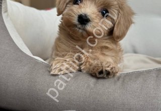 MALTİPOO CİNSİ YAVRULAR