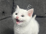 British shorthair kar beyaz dişi ayı kafa yavru