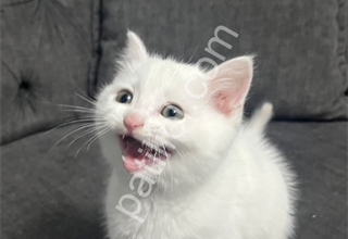 British shorthair kar beyaz dişi ayı kafa yavru