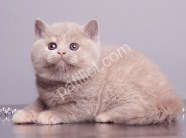 Lilac British Shorthair