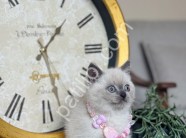 British Shorthair Bluepoint yavrular