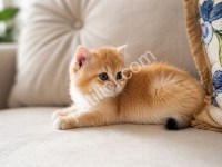 Teddy Bear Görünümü British Shorthair Yavru