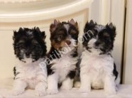 SEVİMLİ Shih Tzu CİNSİ YAVRULAR