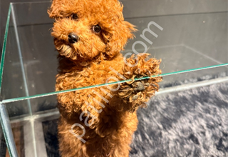 ÜST DÜZEY TOY POODLE YAVRULAR HAZIR