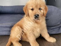 Golden Retriever Küt Burunlu Yavrular