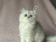 A Kalite British Longhair