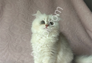 A Kalite British Longhair