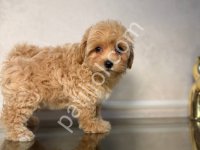Maltipoo Cinsi Yavrular