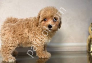 MALTİPOO CİNSİ YAVRULAR