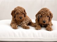 TOY POODLE SEVİMLİ YAVRULAR