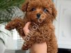 Orjinal Toy Poodle Yavrularım