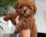 Orjinal Toy Poodle Yavrularım