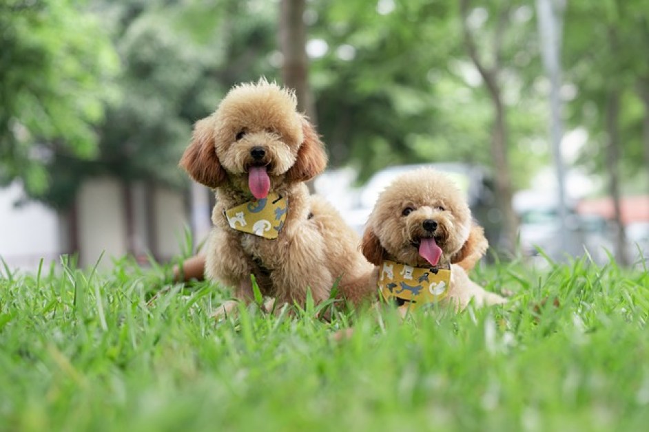 Toy Poodle Bakımı Nasıl Olmalıdır ve Nelere Dikkat Etmeliyiz