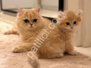 Sevimli tüy yumağı british longhair