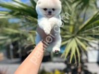 A Kalite Pomeranian Boo Dişi Erkek Yavrular