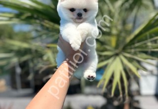 A kalite Pomeranian Boo Dişi Erkek Yavrular