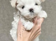 MALTESE TERRİER CİNSİ