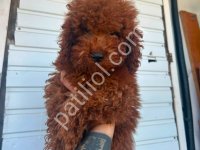 Toy Poodle Sevimli Yavrular