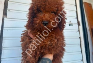 TOY POODLE SEVİMLİ YAVRULAR