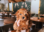 Peluş Toy Poodle Yavrular