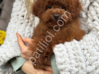 Red Toy Poodle Sevimli Yavrular
