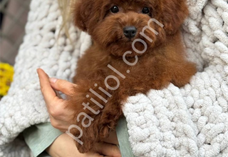 RED TOY POODLE SEVİMLİ YAVRULAR