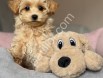 Tüy Dökmeyen Maltipoo Yavrular – Safkan Maltipoo
