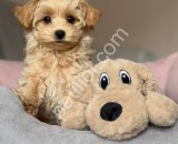 Tüy Dökmeyen Maltipoo Yavrular – Safkan Maltipoo