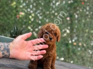 Antalya satılık Toy Poodle