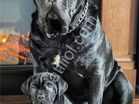 Devler Ligi Safkan Dev Cane Corso Yavruları Hazır