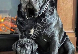 Devler ligi safkan dev Cane Corso yavruları hazır