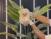 Satılık Pomeranian Boo Yavru Köpek – Antalya Sağlıklı ve Sevimli