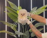 Satılık Pomeranian Boo Yavru Köpek – Antalya Sağlıklı ve Sevimli