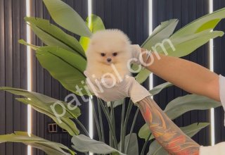 Satılık Pomeranian Boo Yavru Köpek – Antalya Sağlıklı ve Sevimli