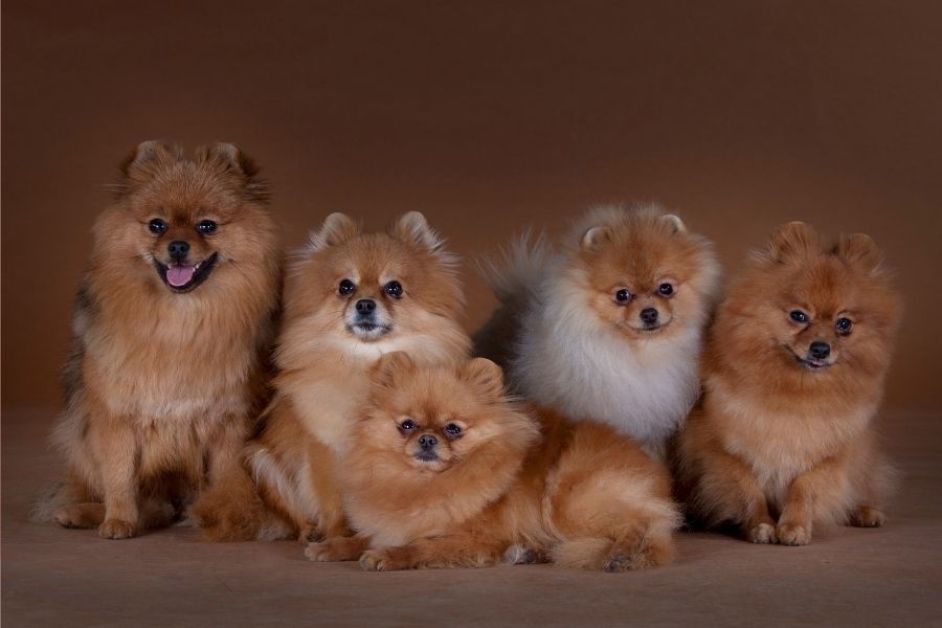 Pomeranian Boo Hakkında Herşey