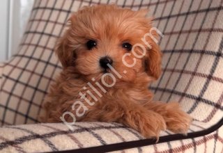 mini mini maltipoo bebekler