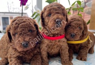 Ruhsatlı İşletmemizden Safkan Toy Poodle Yavruları