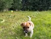 Safkan Maske Filminin Oyuncusu Jack Russell